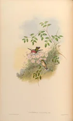 Calothorax calliope = Stellula calliope